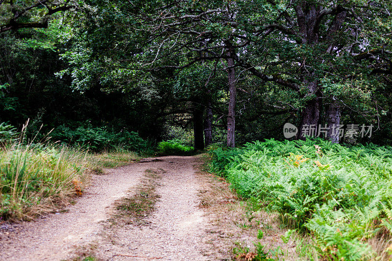 林间小径，沿着Chemin du Puy路线，圣詹姆斯之路的法国路线